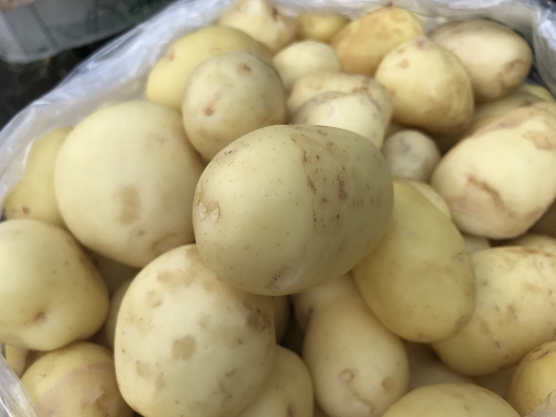 Сорт картофеля иркутянка